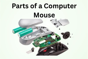 Parts of a Computer Mouse: A Complete Guide for Easy Learning